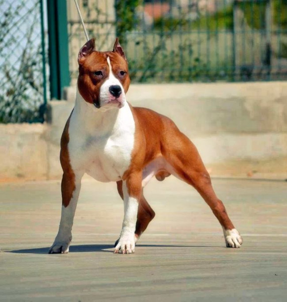 Danıştay, yasaklı köpek listesini güncelleme davasını reddetti