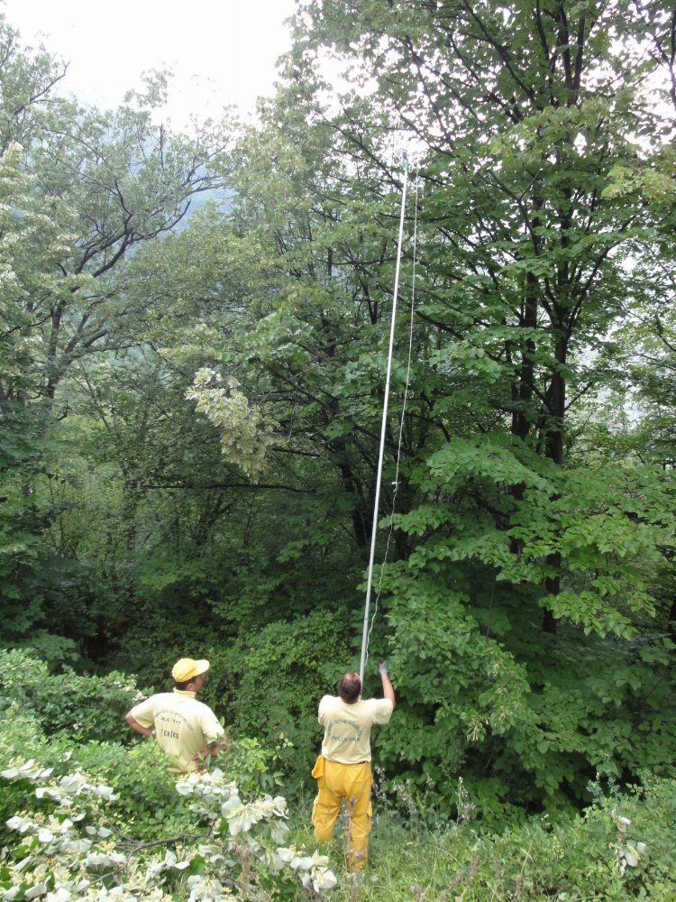 Ihlamurdan ekonomiye 35 milyon TL’lik katkı