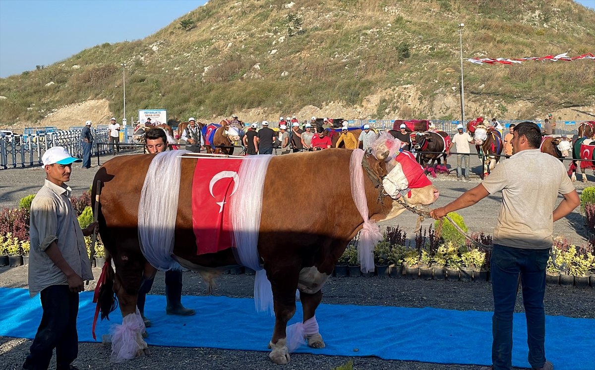 İstanbul'da büyükbaş kurbanlıkların güzellik yarışı