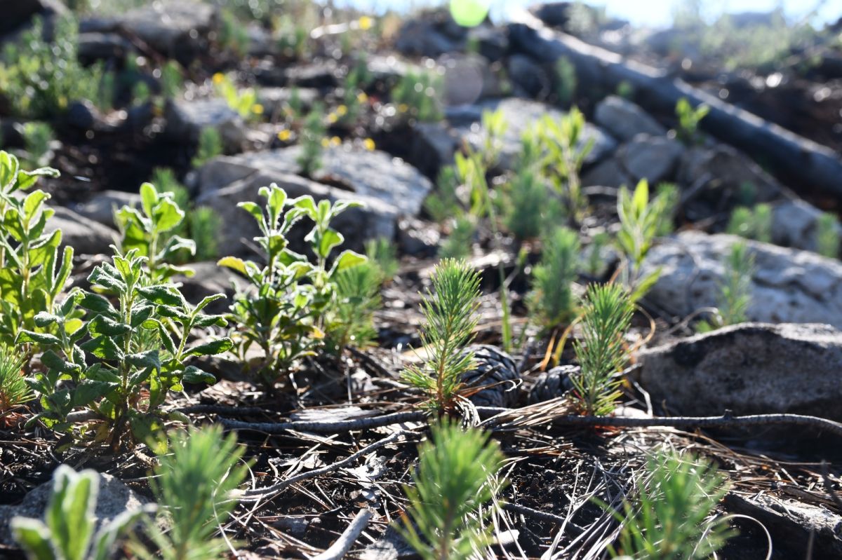 Manavgat'ta yangın felaketinin yaraları sarılıyor