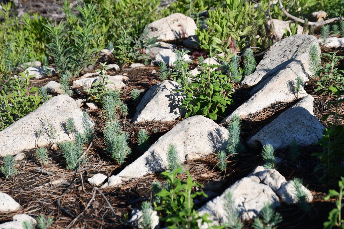 Manavgat'ta yangın felaketinin yaraları sarılıyor