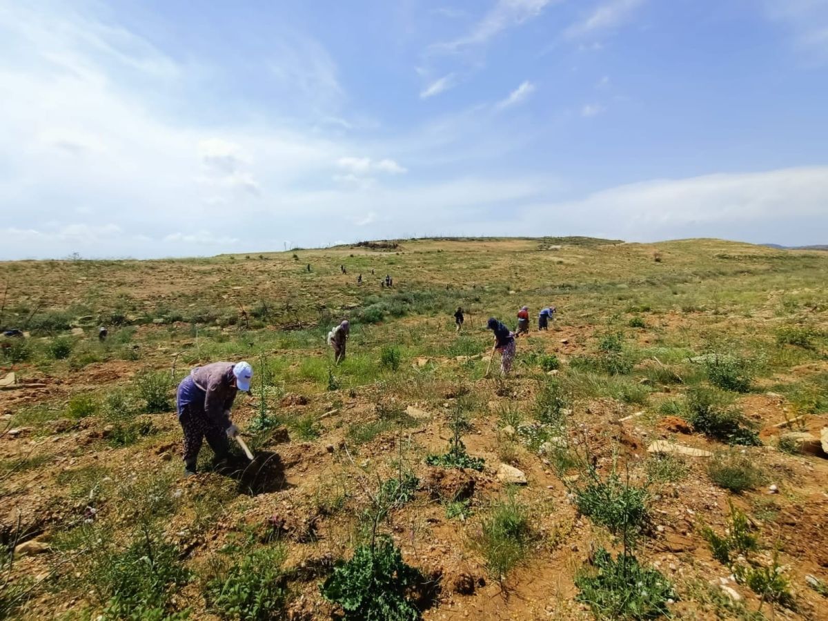 Manavgat'ta yangın felaketinin yaraları sarılıyor