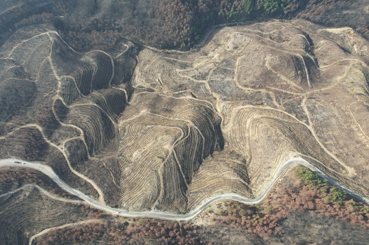 Manavgat'ta yangın felaketinin yaraları sarılıyor