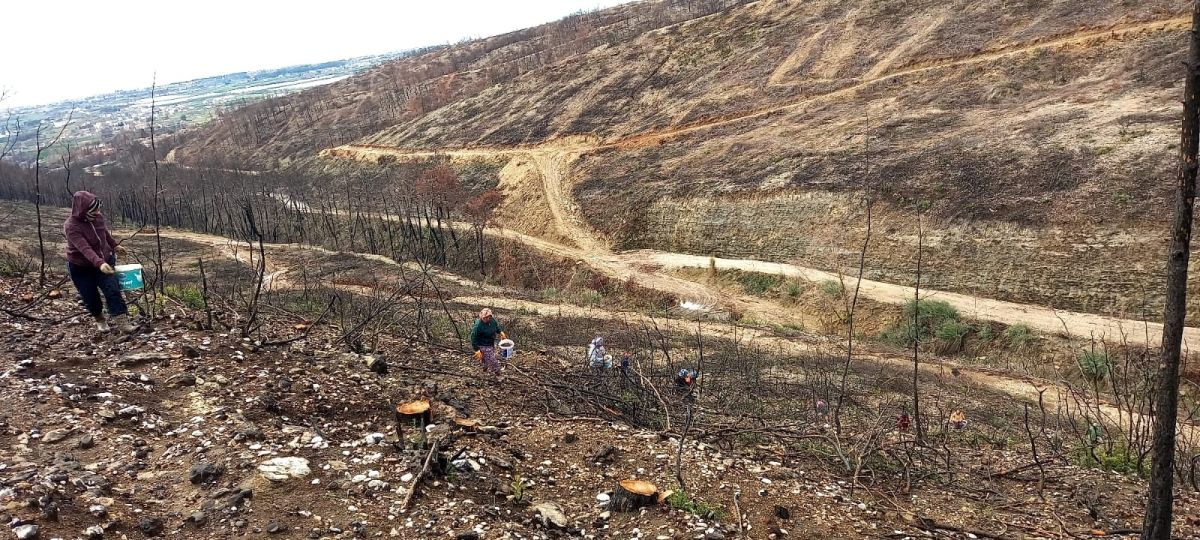 Manavgat'ta yangın felaketinin yaraları sarılıyor