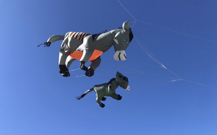 Mardin'den Bali'ye eşekle uçacak!