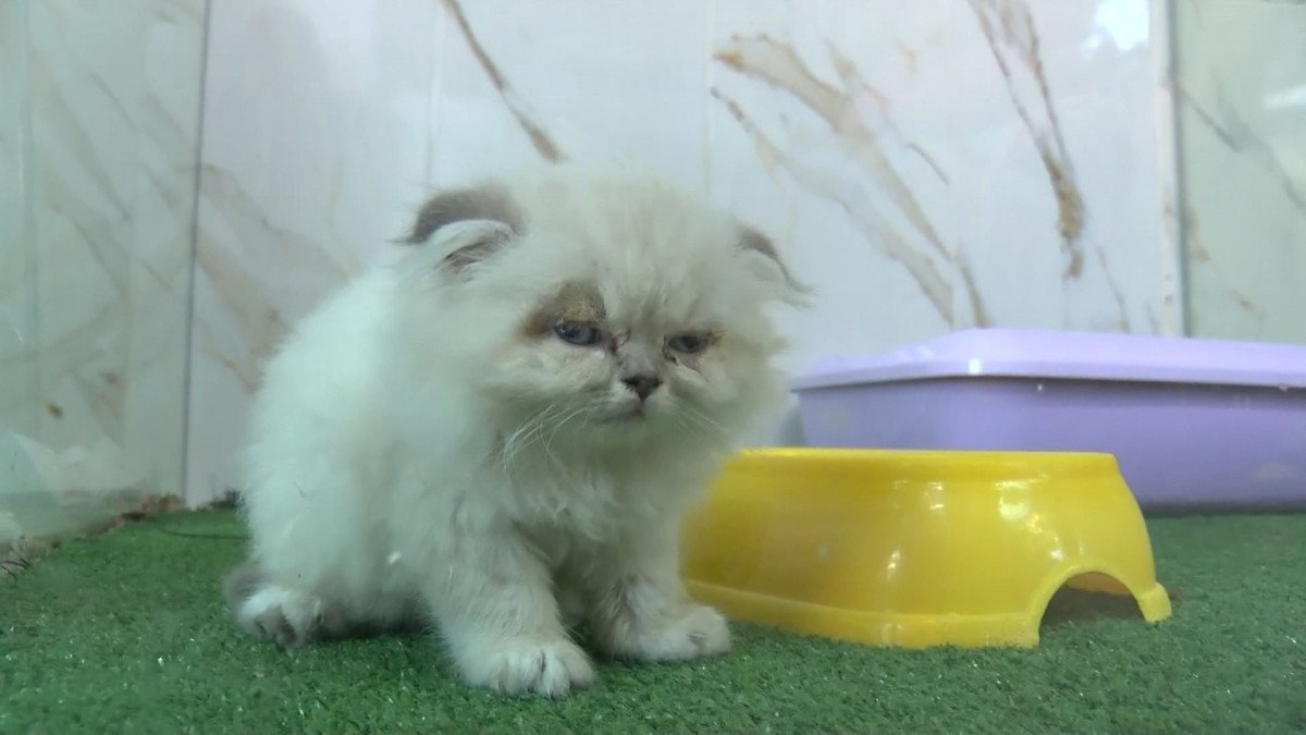 Petshop vitrinlerinden kedi ve köpekler kaldırıldı