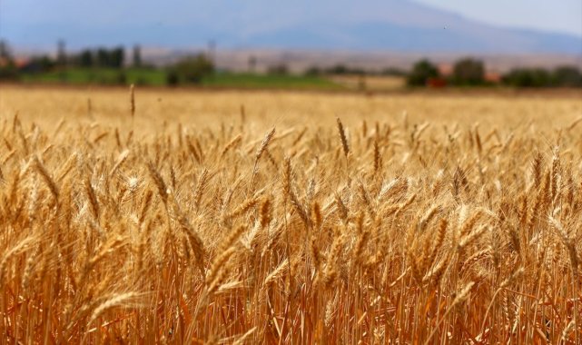 Aksaray'da yerli ve milli yeni buğday hasat edildi