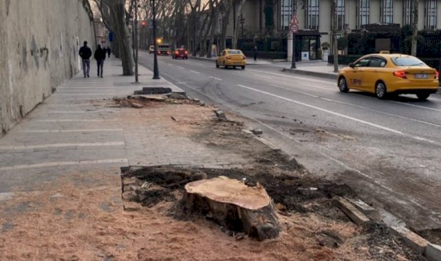 İBB'nin Çırağan'da kestiği ağaçların yerine diktiği fidanlar kurudu
