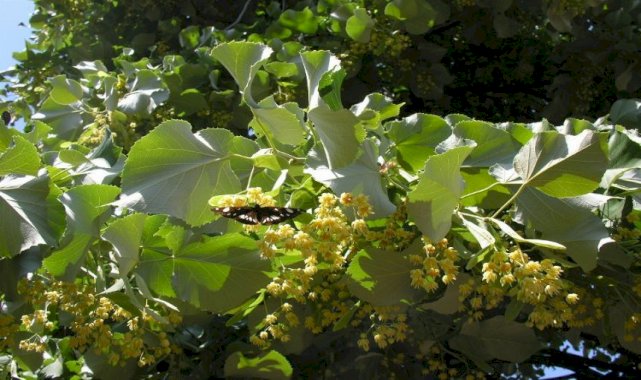 Ihlamurdan ekonomiye 35 milyon TL’lik katkı