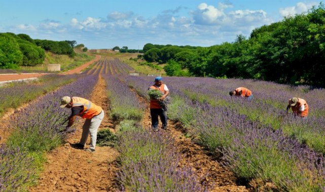 Sakarya Botanik’te hasat başladı
