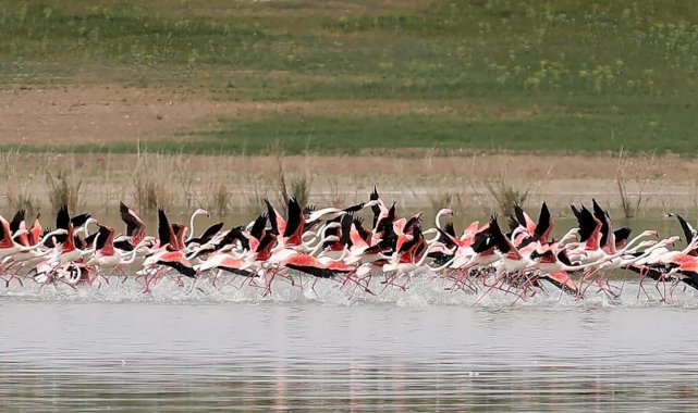 Tuz Gölü'ndeki flamingoların korunması için önlem alındı