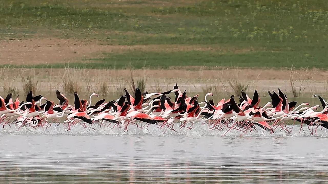 Tuz Gölü&#039;ndeki flamingoların korunması için önlem alındı