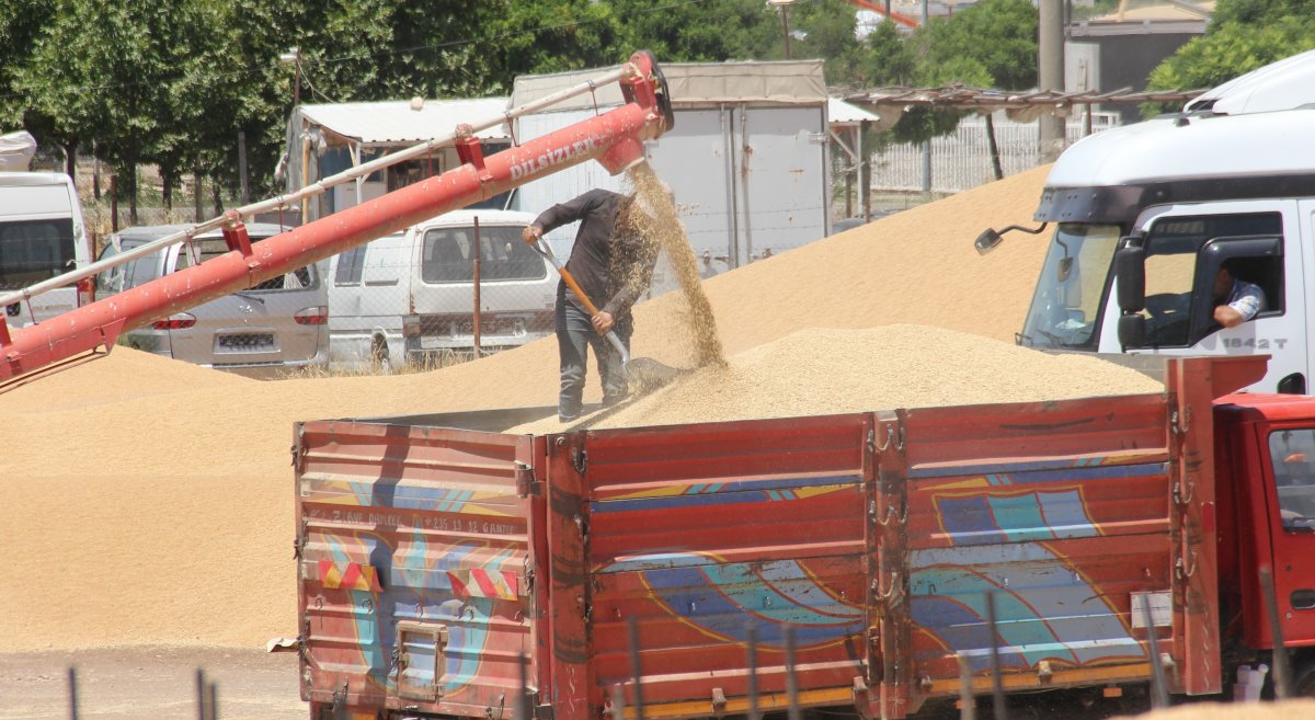 Yurt dışına buğday satıldığı iddiasının yalan olduğu ortaya çıktı