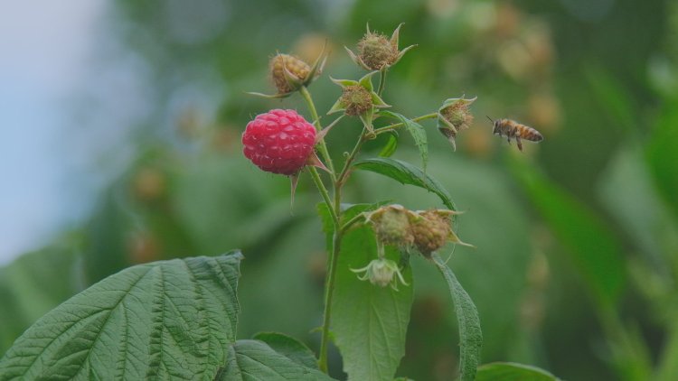 Ahudududa bereketli hasat