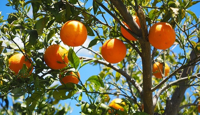 Hangi Meyve Suyu Neye İyi Geliyor ?