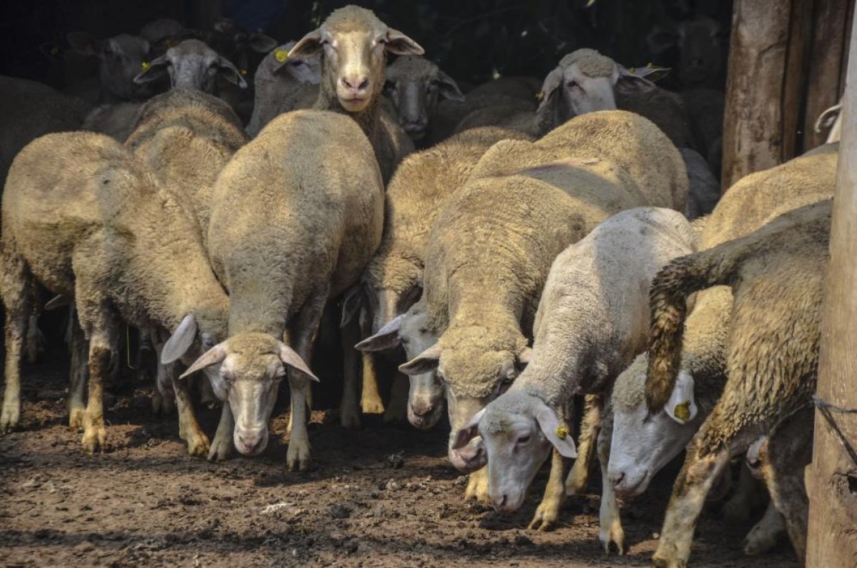 Hayvan yetiştiricisi adam, 11 bin lira maaşla çoban bulamıyor