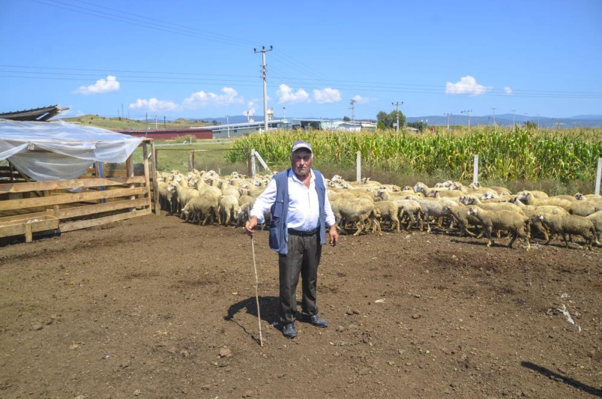 Hayvan yetiştiricisi adam, 11 bin lira maaşla çoban bulamıyor