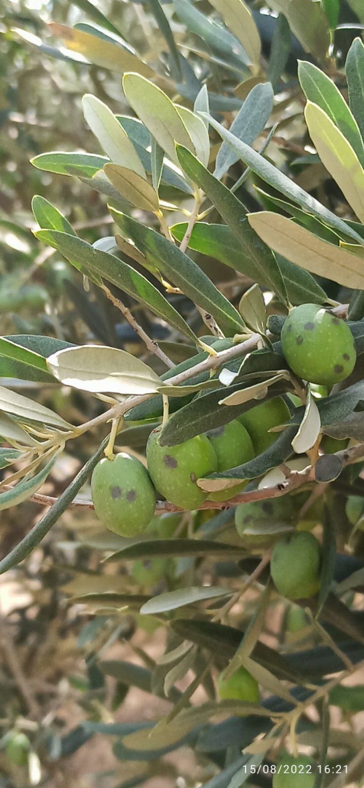 İYİ Parti Mudanya: "Afet bölgesi ilan edilmeli"
