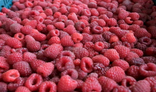 Ahudududa bereketli hasat