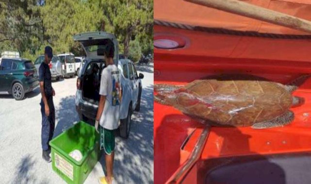 Bitkin halde bulunan deniz kaplumbağası tedaviye alındı