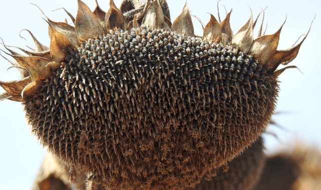 Vali Kırbıyık, biçerdövere binerek ayçiçeği hasadı yaptı