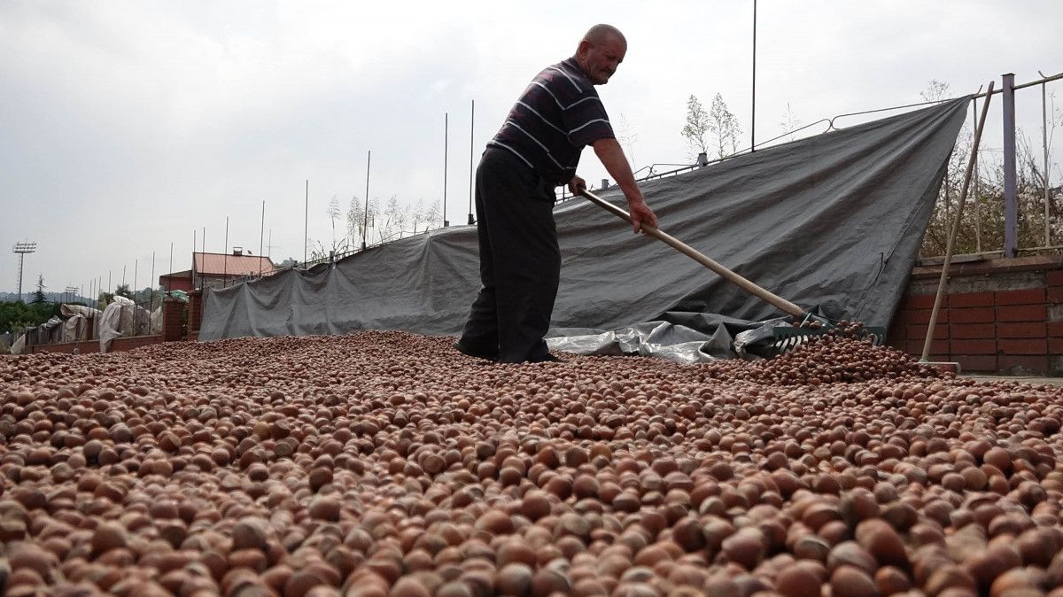 Trabzon'da fındık alımında kurutma rötarı; sahil yolu harman oldu