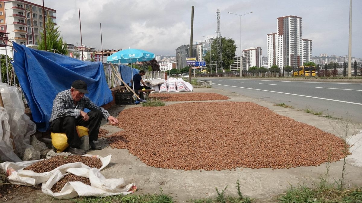 Trabzon'da fındık alımında kurutma rötarı; sahil yolu harman oldu