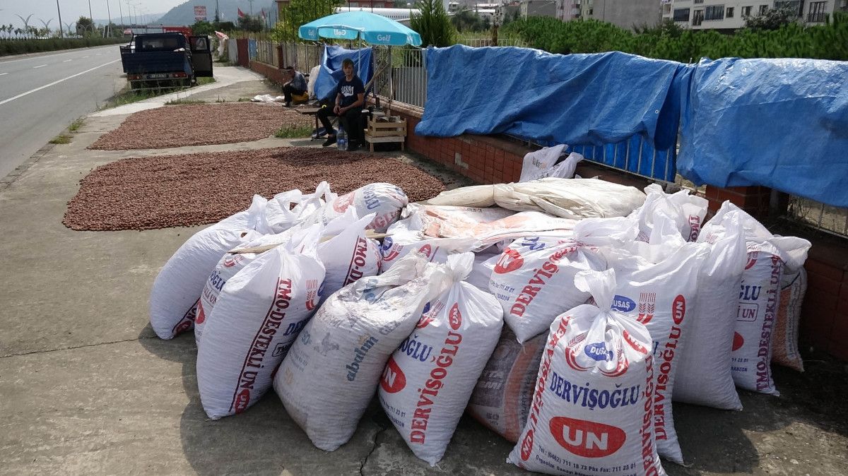 Trabzon'da fındık alımında kurutma rötarı; sahil yolu harman oldu