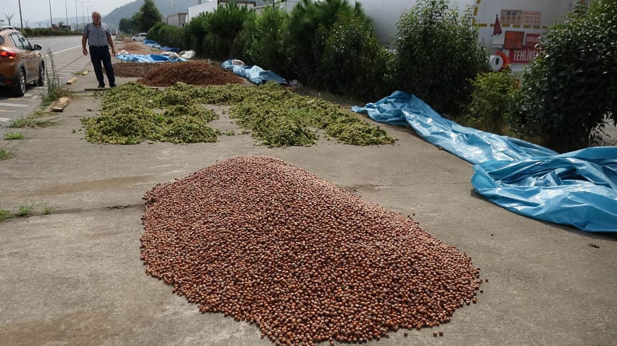 Trabzon'da fındık alımında kurutma rötarı; sahil yolu harman oldu