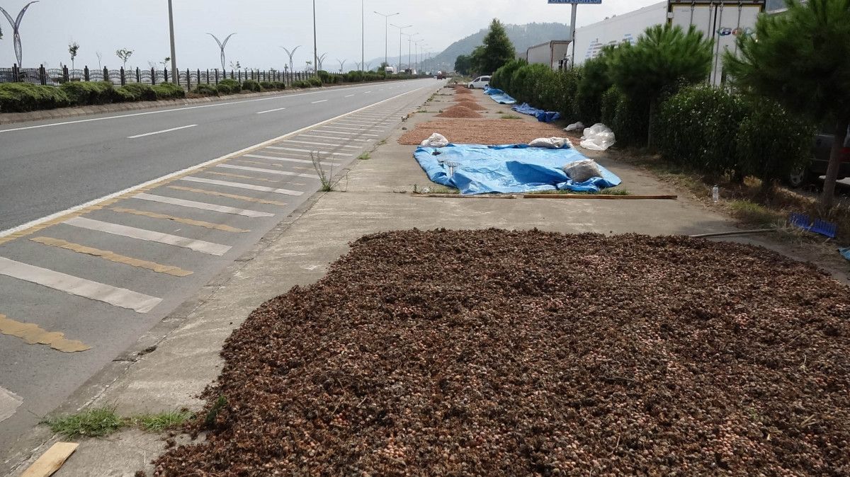 Trabzon'da fındık alımında kurutma rötarı; sahil yolu harman oldu