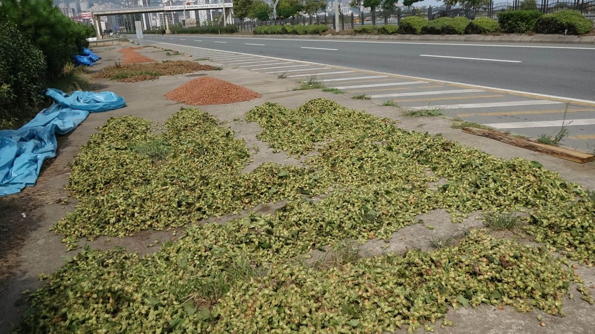 Trabzon'da fındık alımında kurutma rötarı; sahil yolu harman oldu