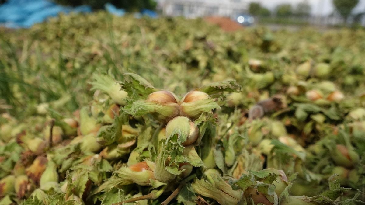Trabzon'da fındık alımında kurutma rötarı; sahil yolu harman oldu