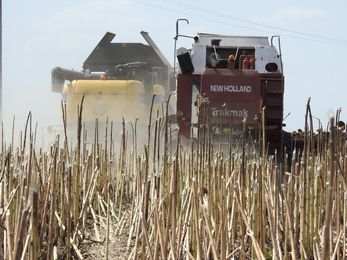 Vali Kırbıyık, biçerdövere binerek ayçiçeği hasadı yaptı