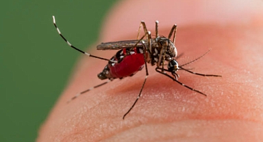 Zika Virüsü – Aedes Sivrisineği Nedir ?