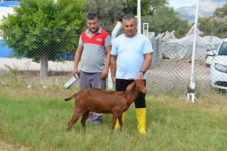 Antalya Kumluca'da kurbanlı şampiyonluk duası