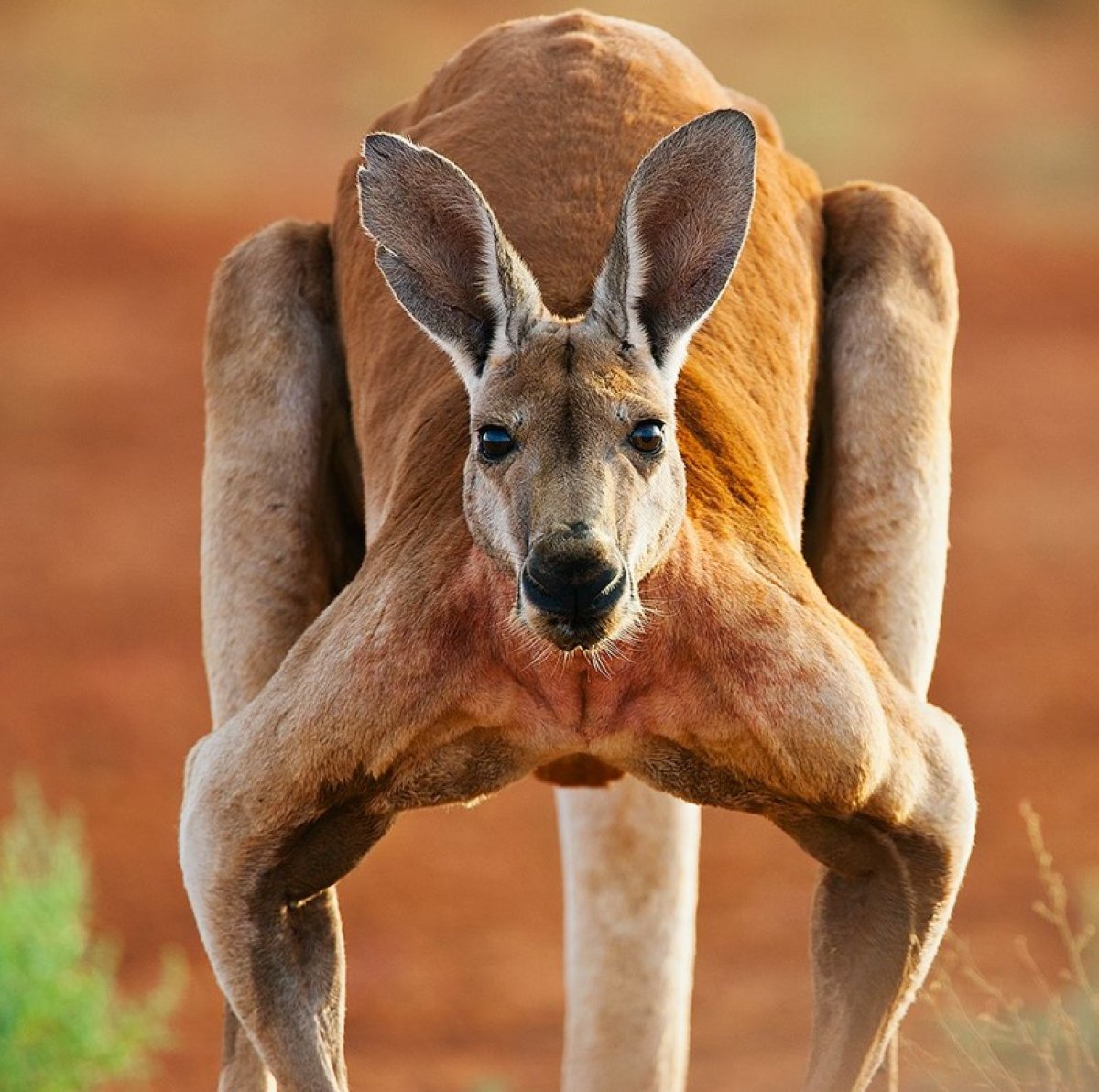 Avustralya’da bir kişi, evinde baktığı kanguru tarafından öldürüldü