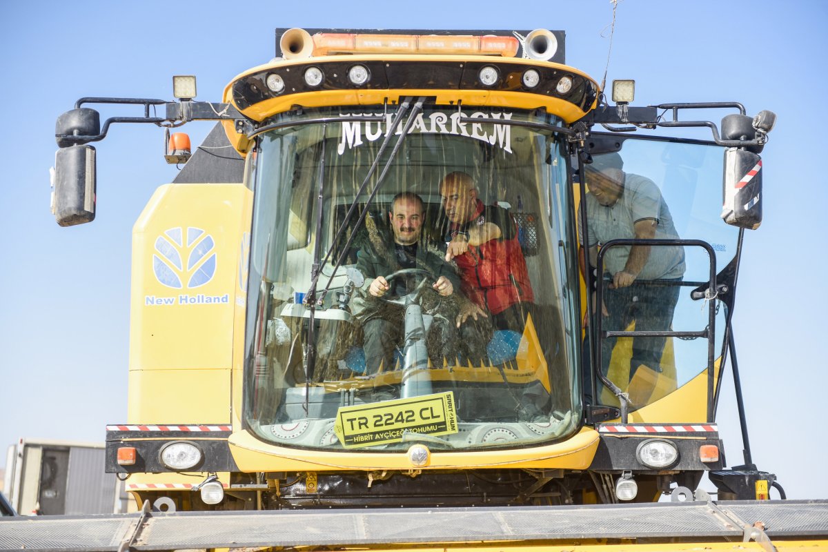 Bakan Varank: Yerli ve milli tohumluk ayçiçeğinde ilk hasat