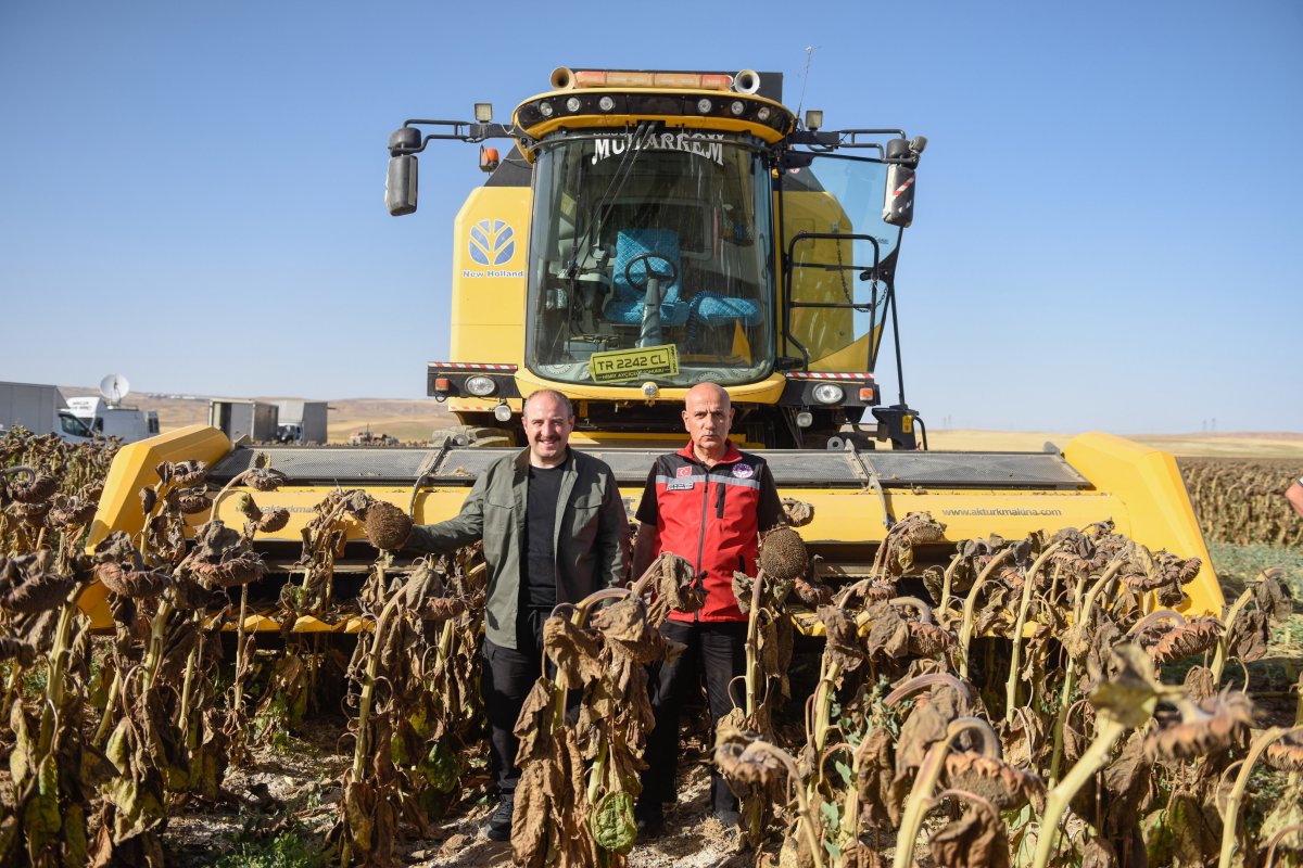 Bakan Varank: Yerli ve milli tohumluk ayçiçeğinde ilk hasat