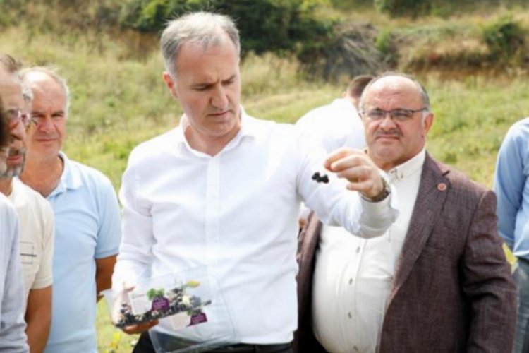 İnegöl’de Aronya meyve hasadı başladı