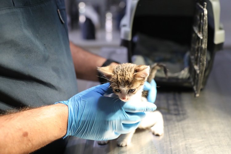 İzmir Narlıdere&#039;de can dostlara özel ilgi