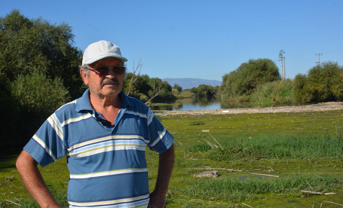 İzmir'de binlerce ölü balık kıyıya vurdu