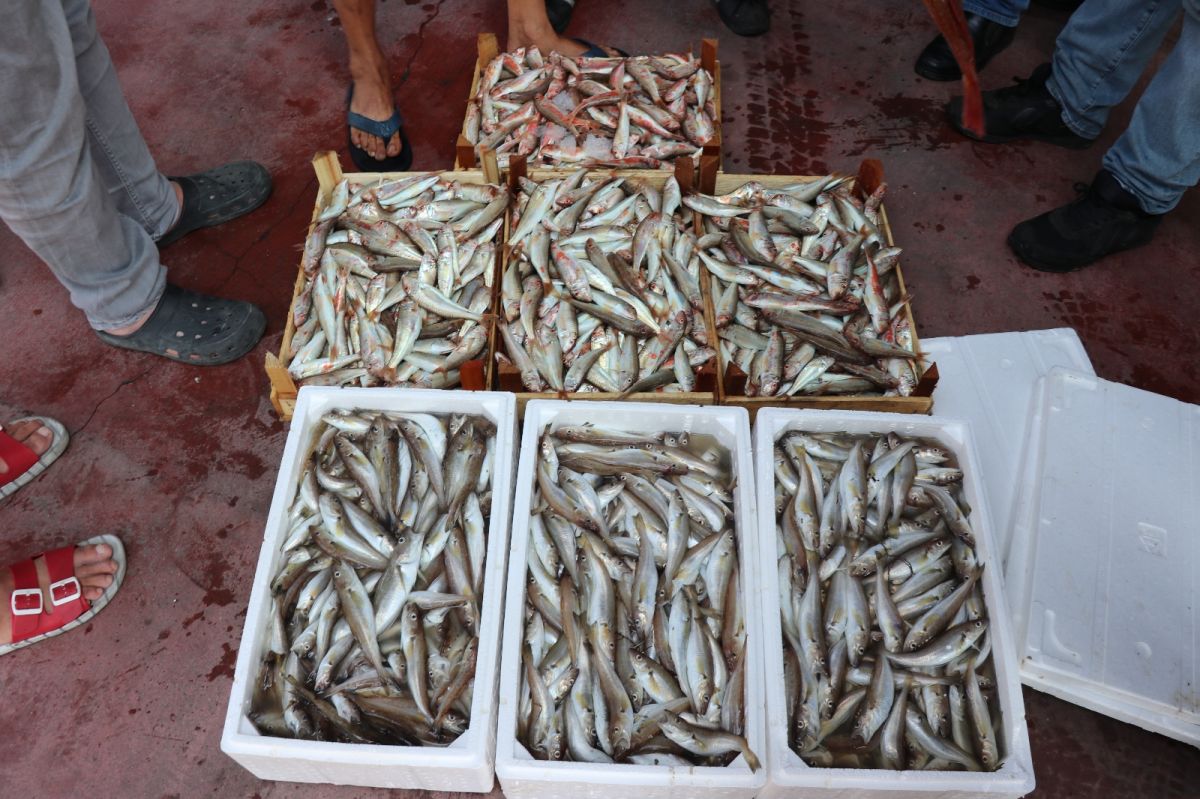 Karadeniz’de balık bereketi