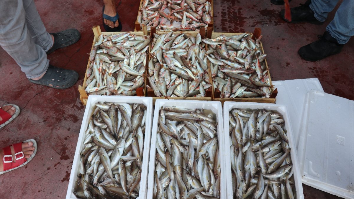 Karadeniz’de balık bereketi