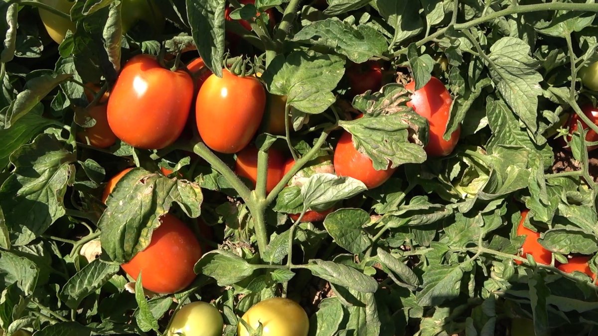 Kırıkkale'de işçi bulamayan üreticiler: İyi ki mülteciler var