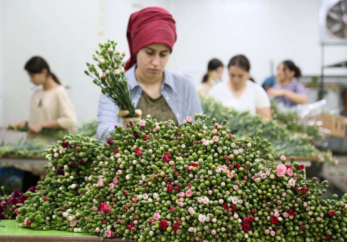 Kraliçe Elizabeth'in cenazesine, Türkiye'den 1 buçuk milyon dal karanfil gönderilecek