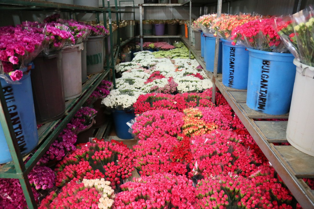 Kraliçe Elizabeth'in cenazesine, Türkiye'den 1 buçuk milyon dal karanfil gönderilecek