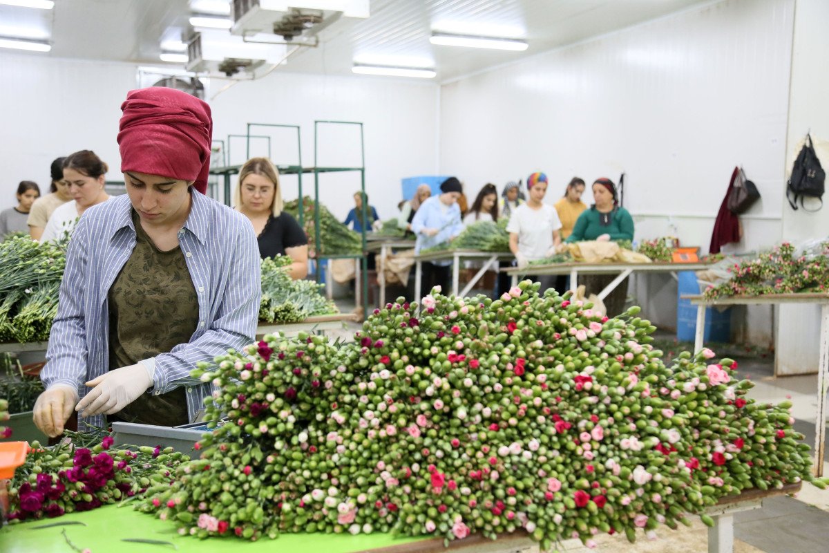 Kraliçe Elizabeth'in cenazesine, Türkiye'den 1 buçuk milyon dal karanfil gönderilecek