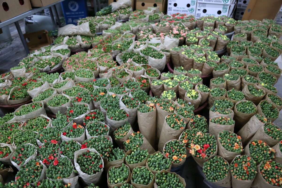 Kraliçe Elizabeth'in cenazesine, Türkiye'den 1 buçuk milyon dal karanfil gönderilecek