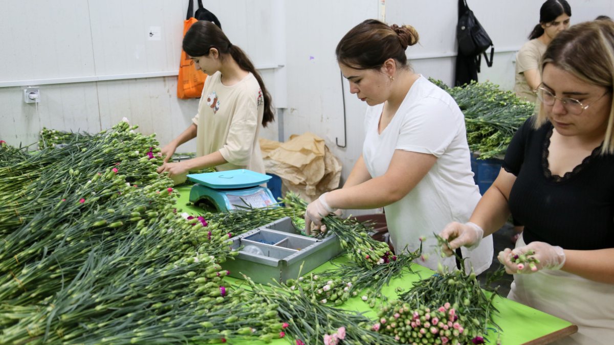 Kraliçe Elizabeth'in cenazesine, Türkiye'den 1 buçuk milyon dal karanfil gönderilecek