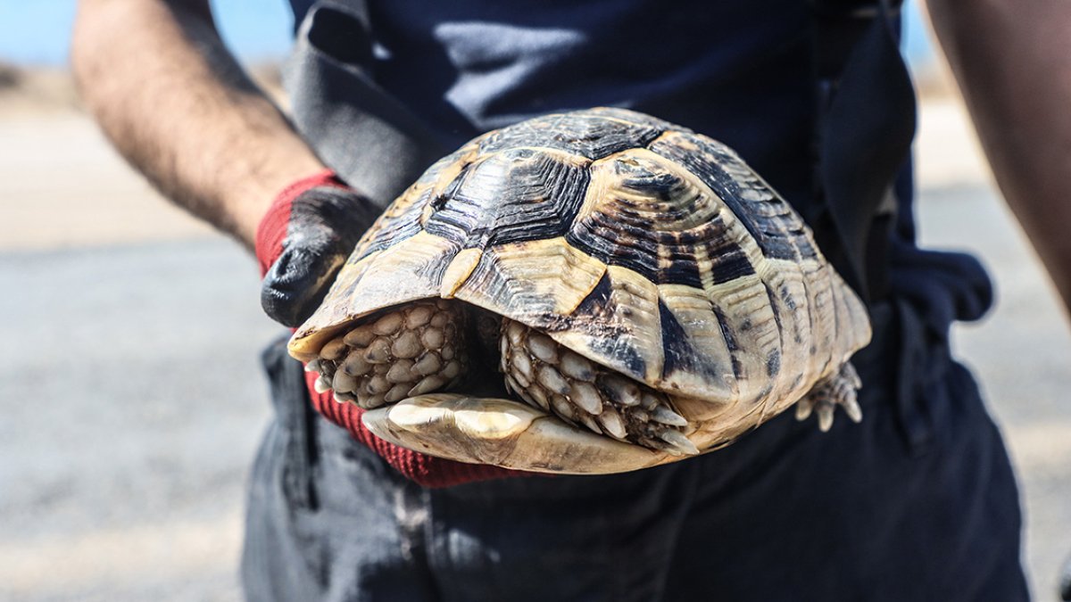 Mersin'de yangın bölgesinde mahsur kalan kaplumbağaya yardım eli